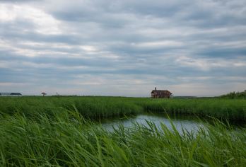 齐齐哈尔扎龙生态旅游区一日游【观赏丹顶鹤放飞芦苇荡湿地】【接待好每一位游客认真服务】