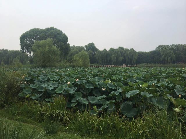 Jiangfu Park