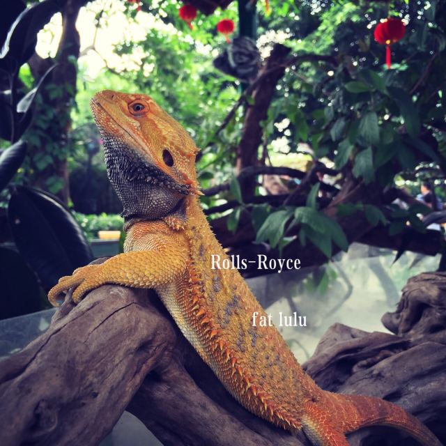 Chimelong Bird Park