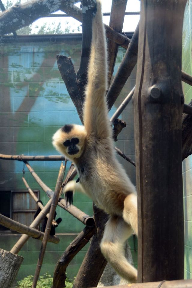 Beijing Zoo