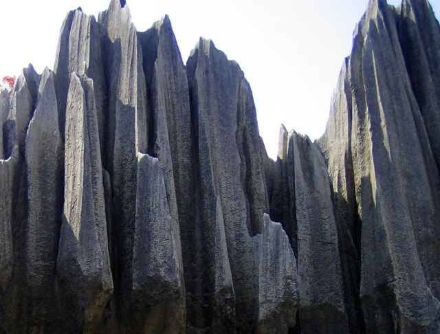 Stone Forest