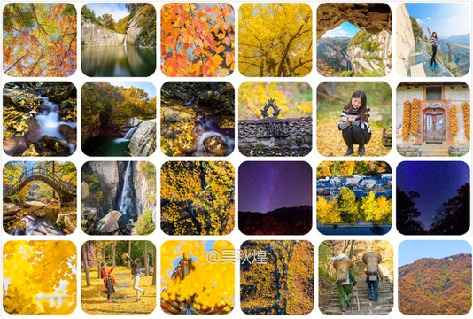 登两千米白云山,赏千年银杏林,仿佛跌入一个童话世界