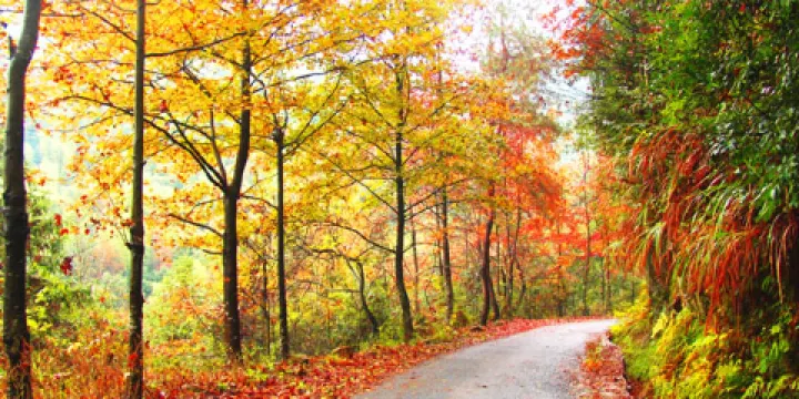 安徽霄坑風景區