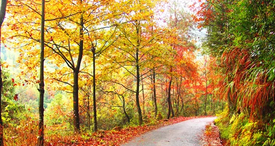 安徽霄坑風景區