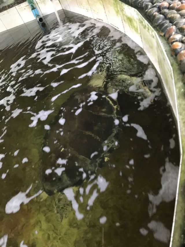 푸껫 동물원