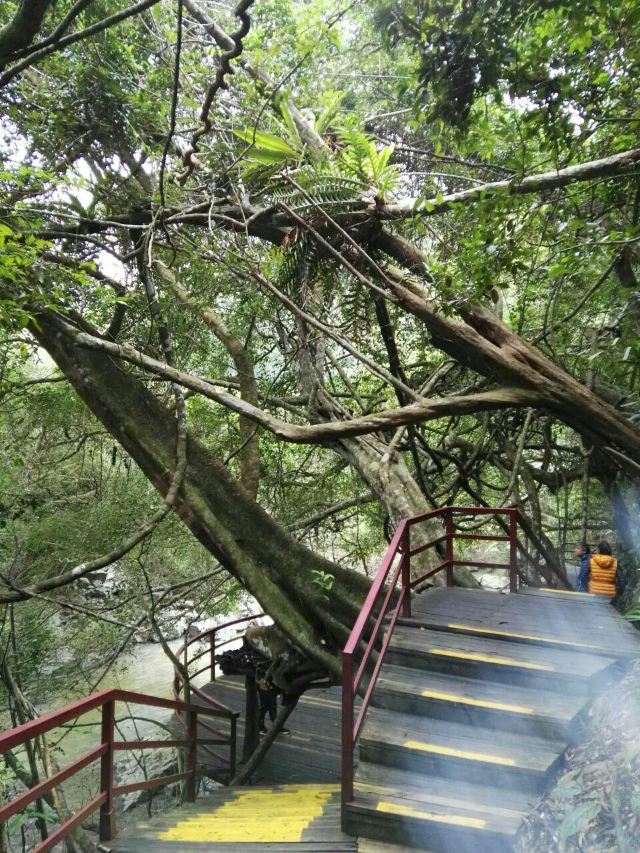 Wuzhishan Tropical Rainforest