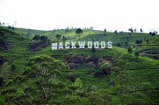 Mackwoods茶厂-努沃勒埃利耶区-doris圈圈