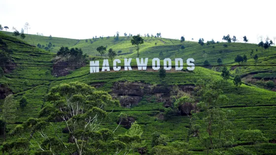 Mackwoods茶廠
