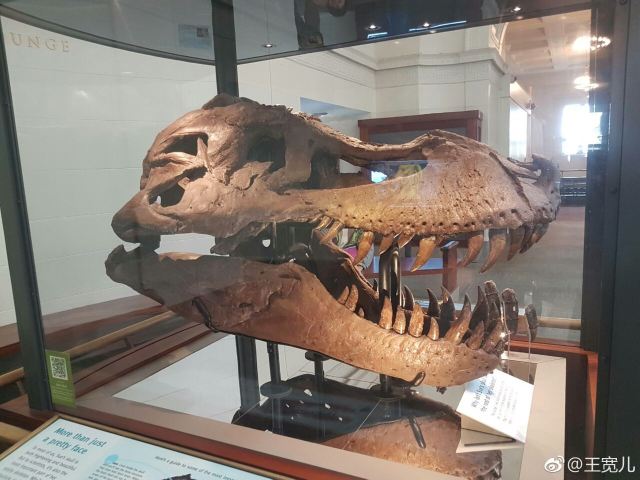 The Field Museum