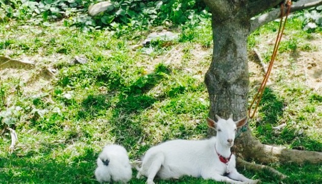 Tea House Kopie餐厅图片