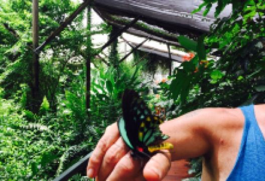 Batchelor Butterfly Farm美食图片