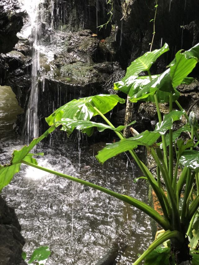 Qinghui Garden