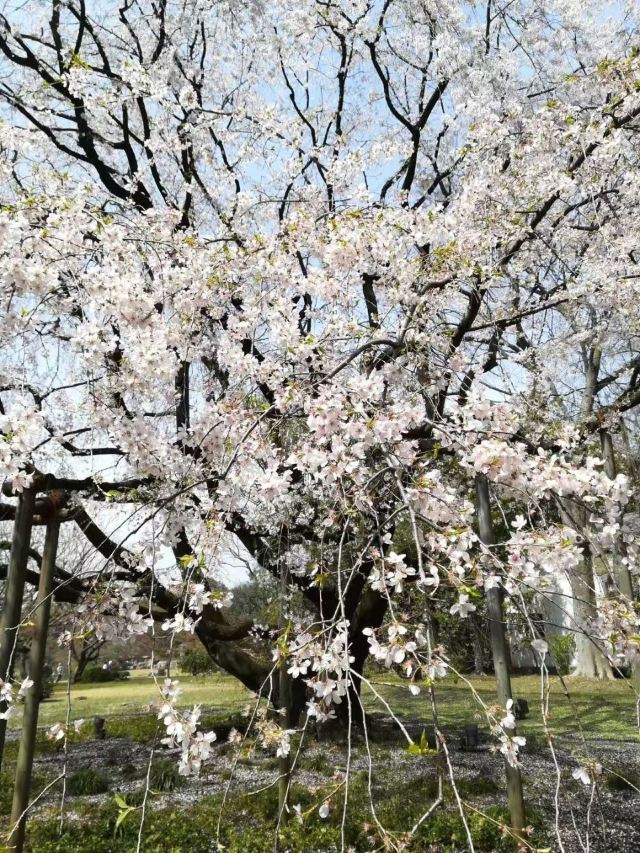 Meguro River Attractions Tokyo Travel Review Travel Guide Trip Com
