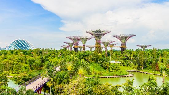 Supertree Grove
