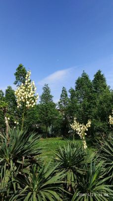 临漳植物园图片