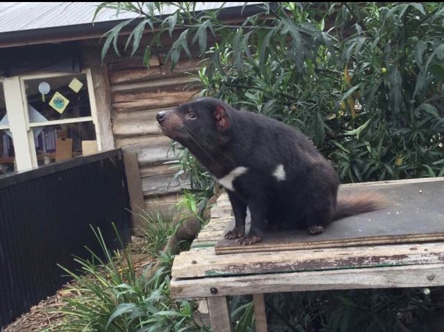 Trowunna Wildlife Park
