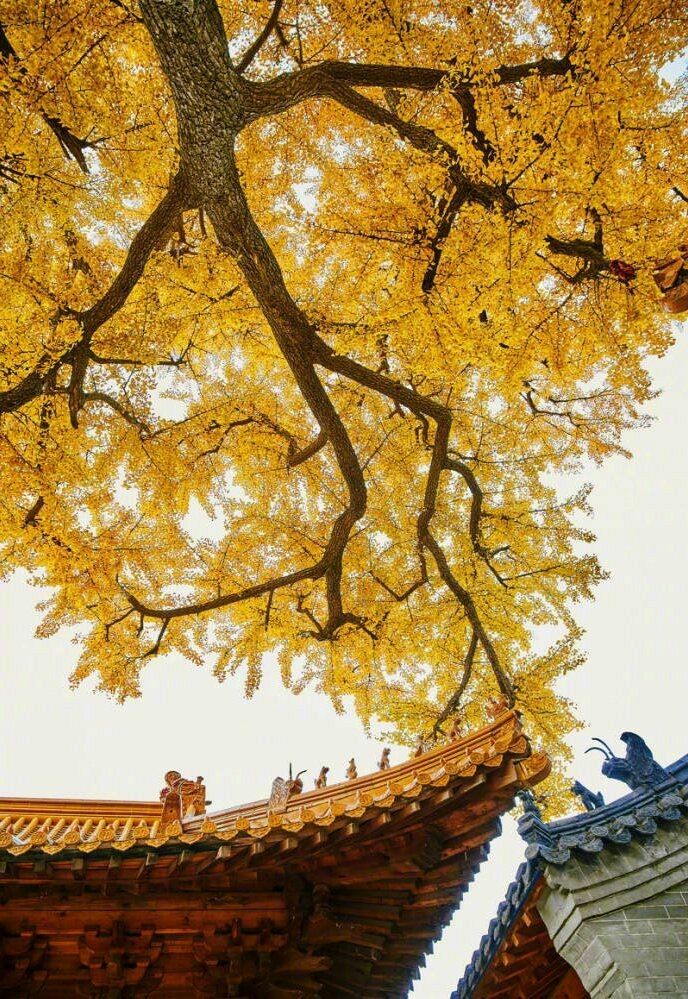 随手拍(秋意渐浓) 喜欢秋天这恰到好处的温度，以及荡漾着桂花香的空气； 最美的是银杏叶似黄金毯。 ​