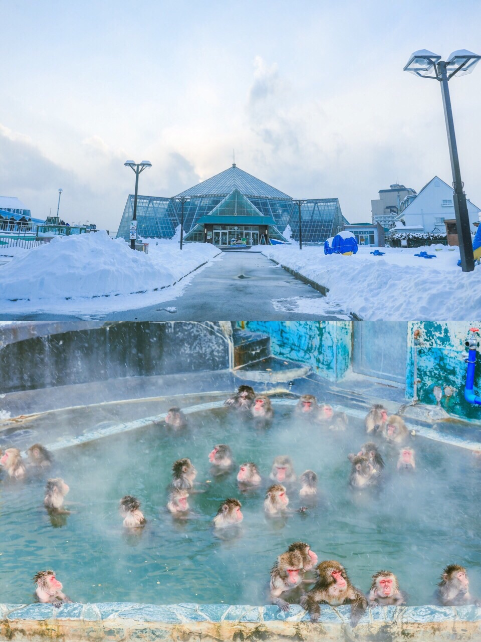 向往的生活|♨️原来函馆就可以看猴子泡温泉