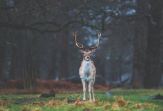 里士满公园景点图片