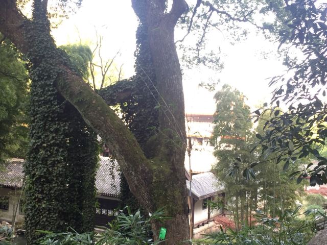岳麓山