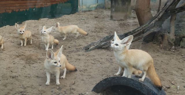 Shanghai Wild Animal Park