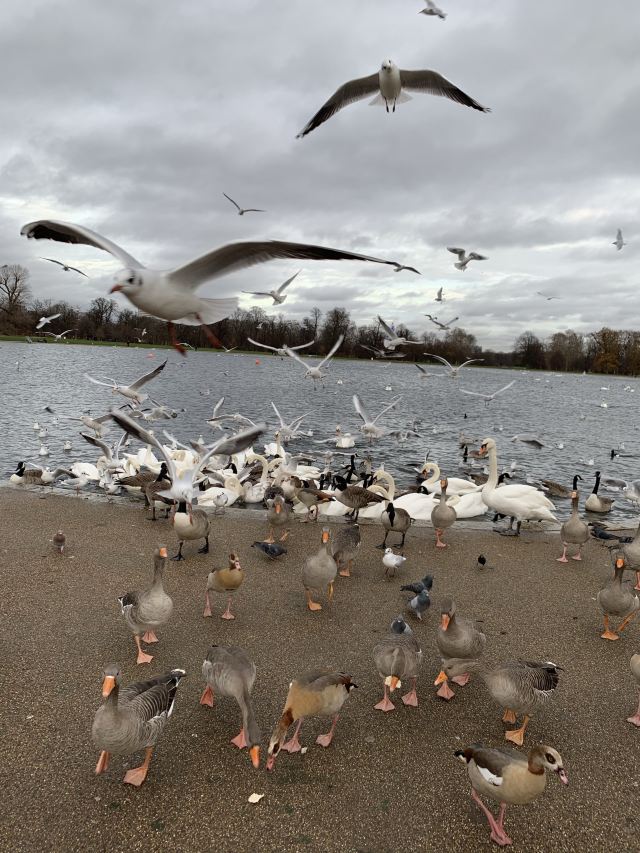 Hyde Park
