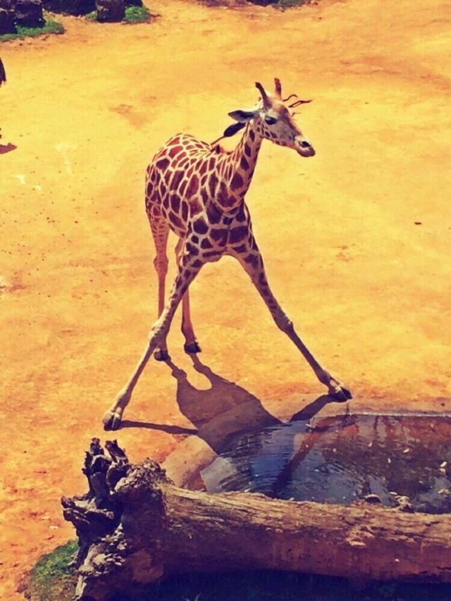 Auckland Zoo