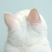 天使的回忆故事