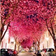 羽山水皆在我心