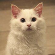 小小人儿的淡淡然