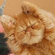 鸿麻瓜麻瓜麻瓜