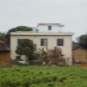 一朵不起眼的花