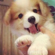 樱桃学妹啵啵啵