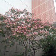 茉的不日常更新