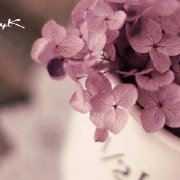 生如夏花般绚烂