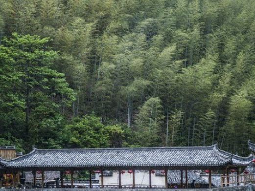 木坑竹海