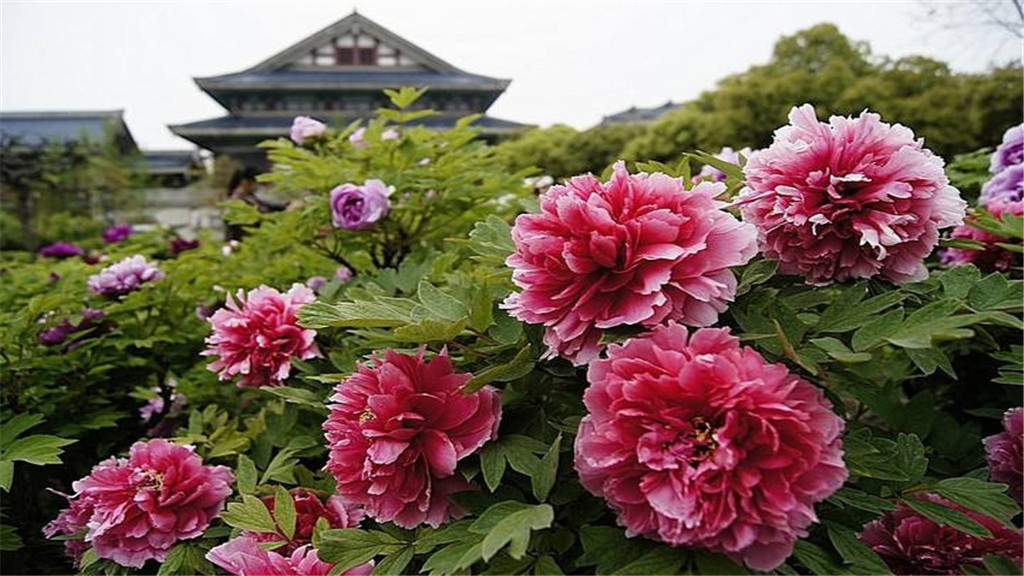花田厝鲜花艺术小镇