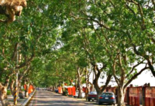 云林旅游图片-云林古坑绿色隧道+剑湖山世界一日游