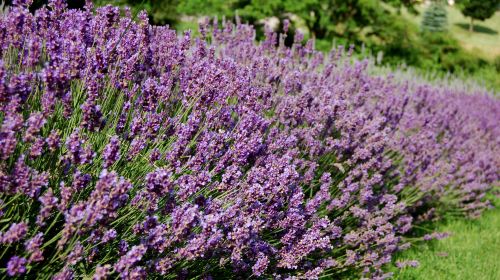 Deux Montagnes Regional County Municipality