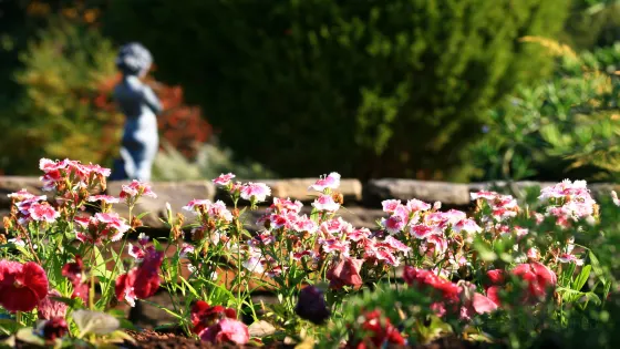 莎拉·杜克花園