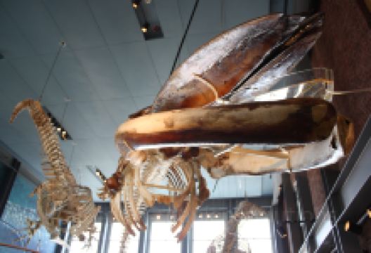 New Bedford Whaling National Historical Park Visitor Center景点图片