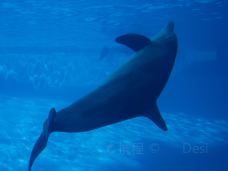 Texas State Aquarium-科珀斯克里斯蒂