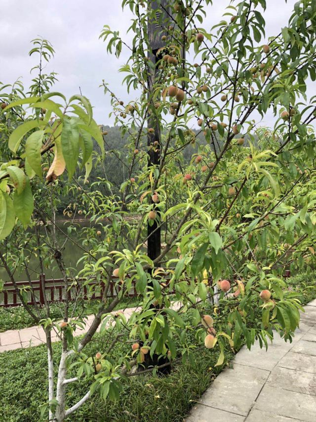 柏林湖国家湿地公园旅行图片 2