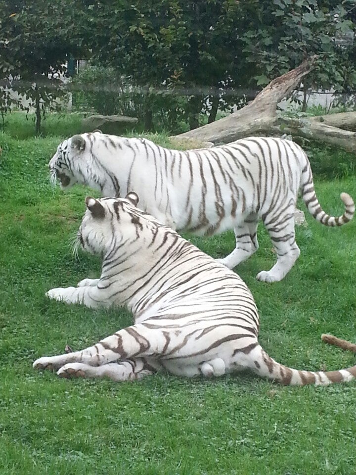 Walibi Rhône Alpes Travel Guidebook Must Visit Attractions