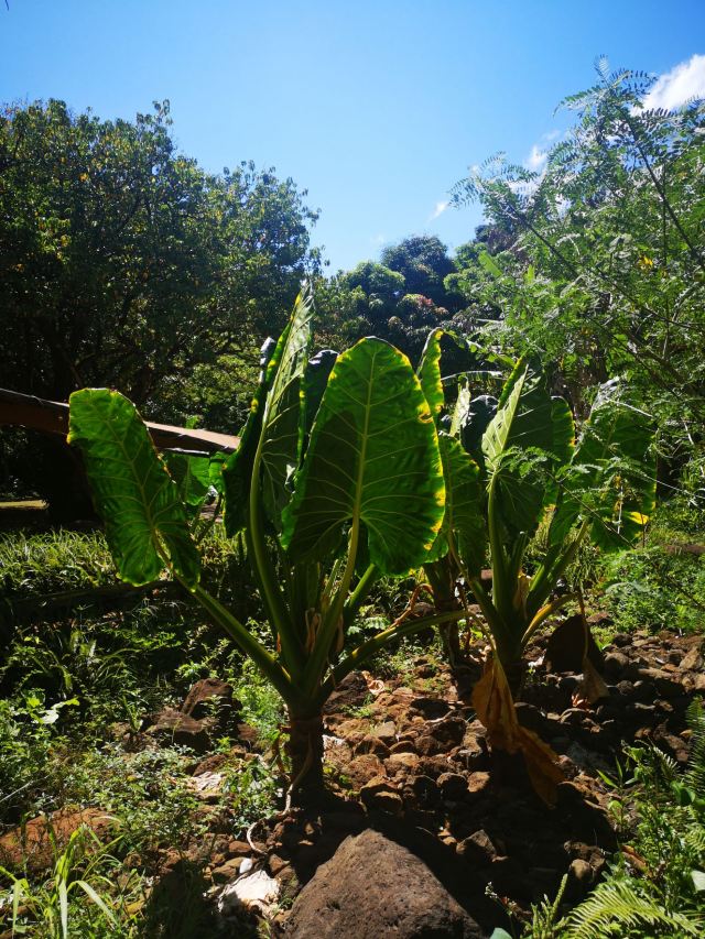 National Tropical Botanical Garden Attractions 张高秋kauai