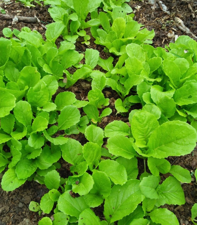 打果山人和风聚餐厅图片