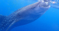 杜马盖地游记图片] 杜马盖地丨与海龟共舞、与鲸鲨擦肩，潜水爱好者必去的宝地！