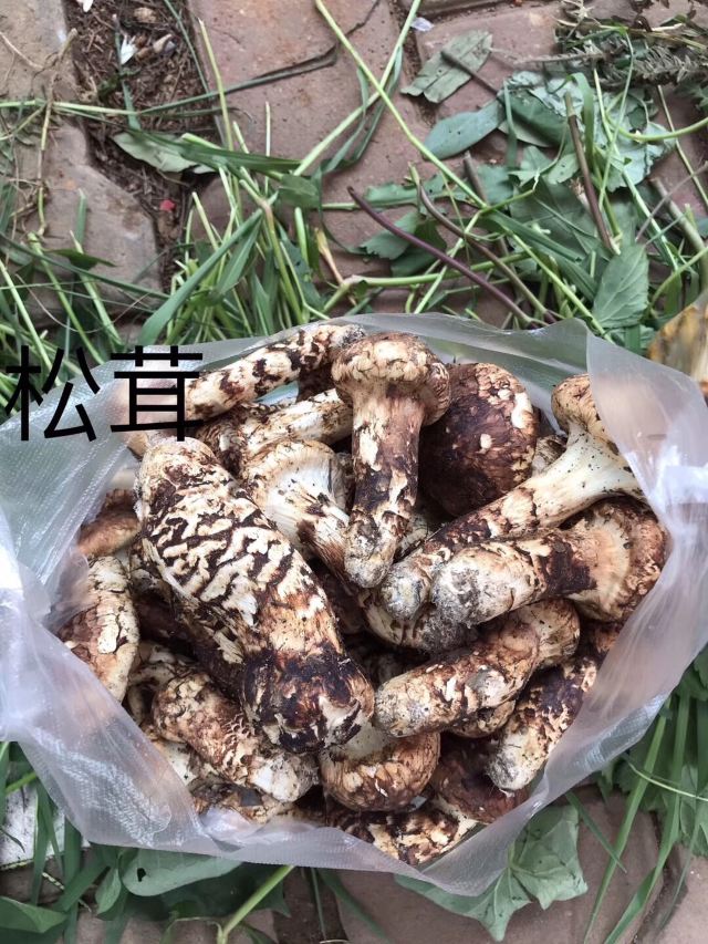 龙泉国家森林公园旅行图片 14