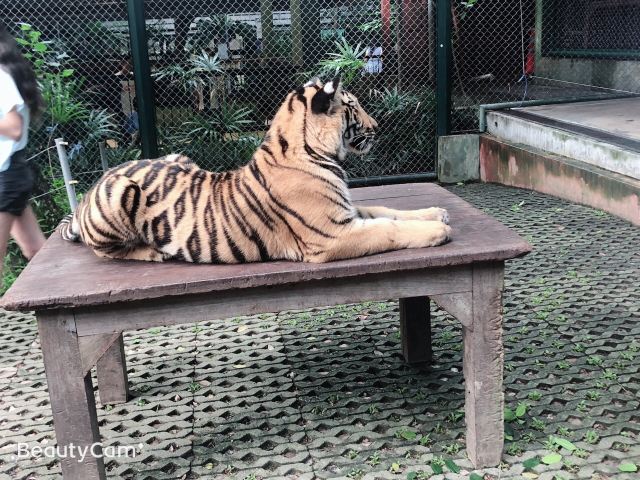 Tiger Kingdom Phuket