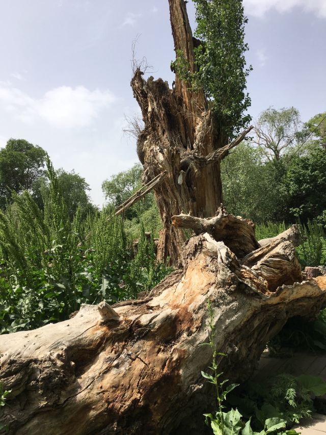 天山神木园旅行图片 3